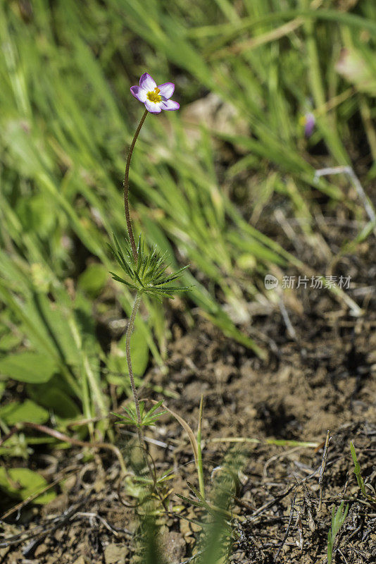 双色Leptosiphon (syn. Linanthus bicolor)，被称为真正的婴儿星，胡椒木保护区;圣罗莎;加州索诺玛县